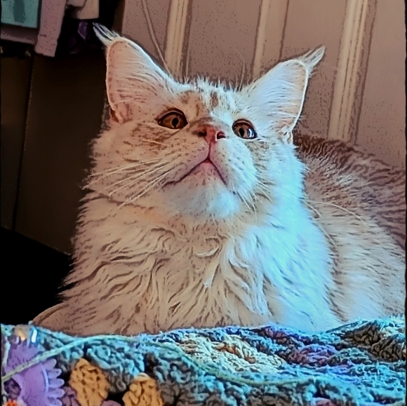 Meet your Posher, Jodi - Picture 14 of 16